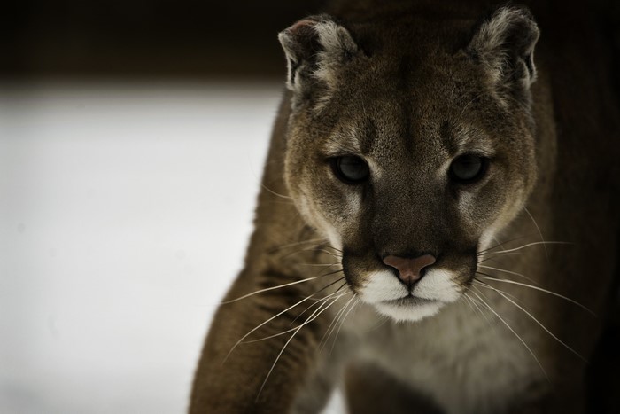 Close-up of a cougar's face in the snow