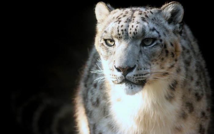 Snow leopard looking to the side