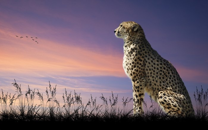 Cheetah sitting on grass against a sunset sky