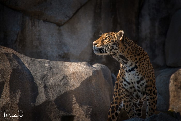 Jaguar perched on rocks in sunlight