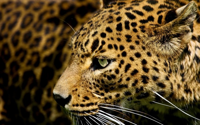 Close-up of a leopard's head and fur