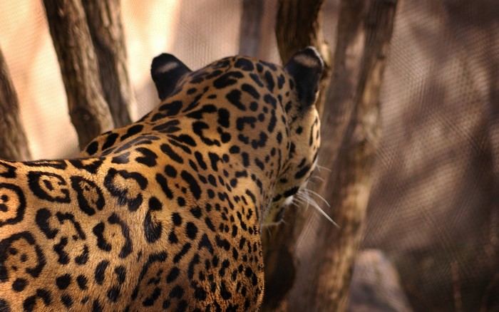 Jaguar's spotted fur and head
