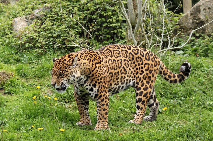 Jaguar standing in a grassy field with yellow flowers