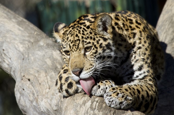 Jaguar licking its paw on a tree branch
