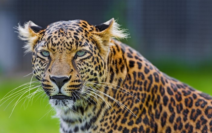 Leopard with green eyes and black spots