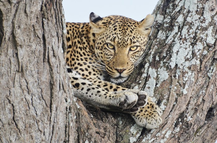Leopard resting on a tree branch