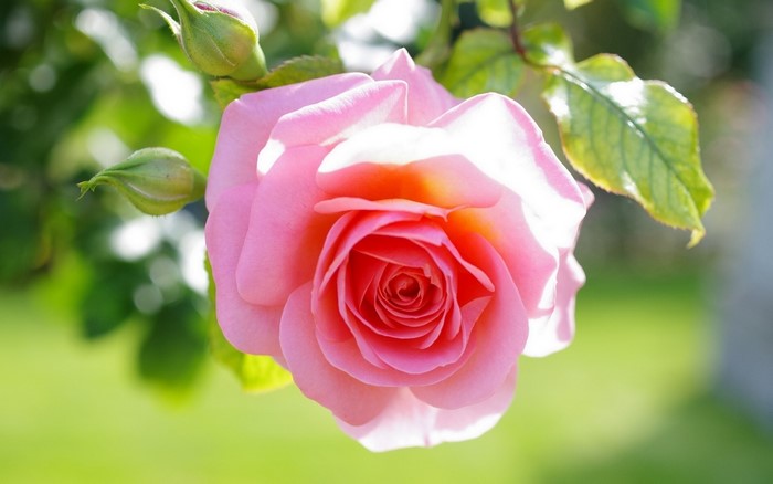 Pink rose with buds and green leaves