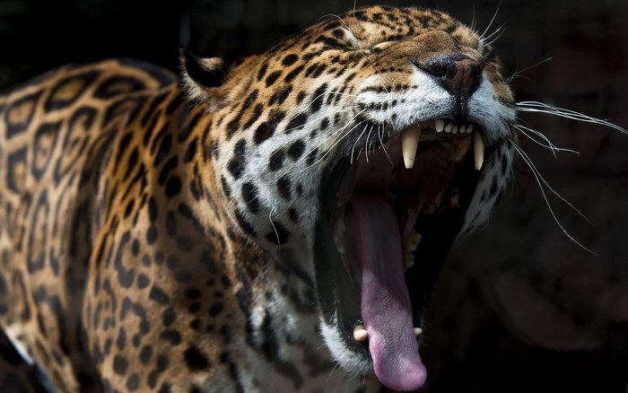 Jaguar yawning with mouth wide open
