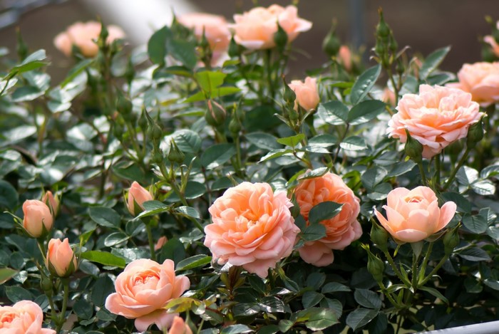 Peach roses blooming on a bush