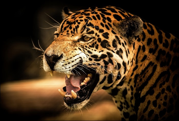 Jaguar roaring with mouth open