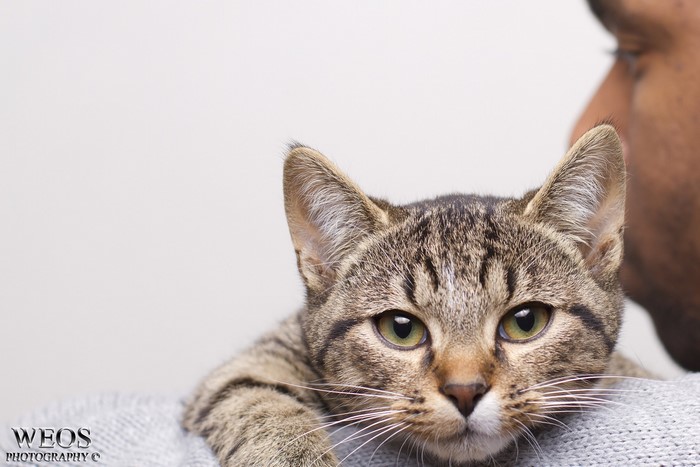 Cat resting on a person's shoulder