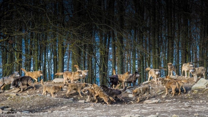 A pack of wolves in a forest