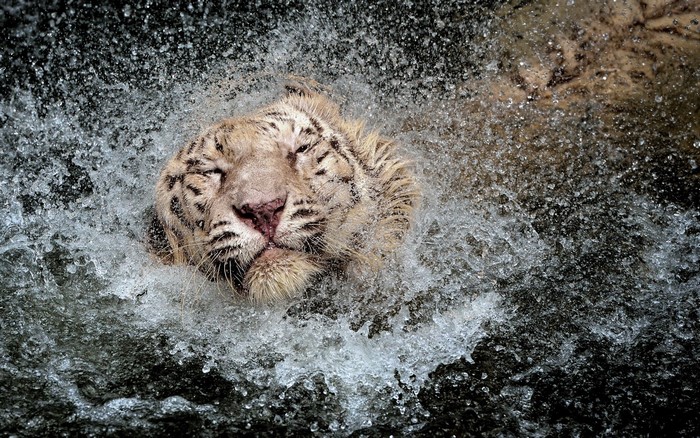 White tiger shaking water off its head