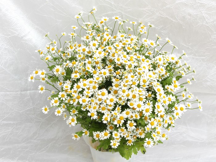 A bouquet of white chamomile flowers in a pot