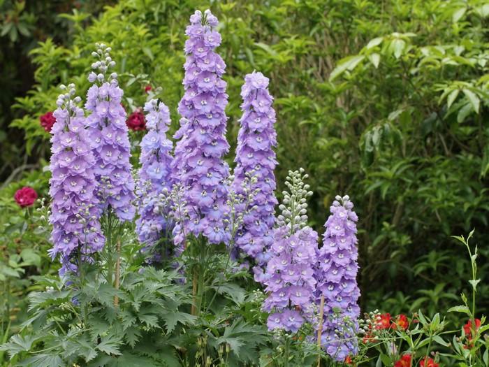 Purple Delphinium flowers in a garden