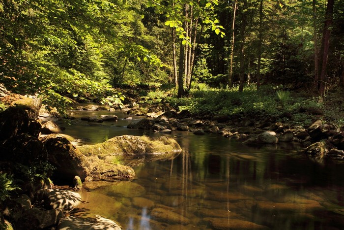 A forest stream with mossy rocks and trees