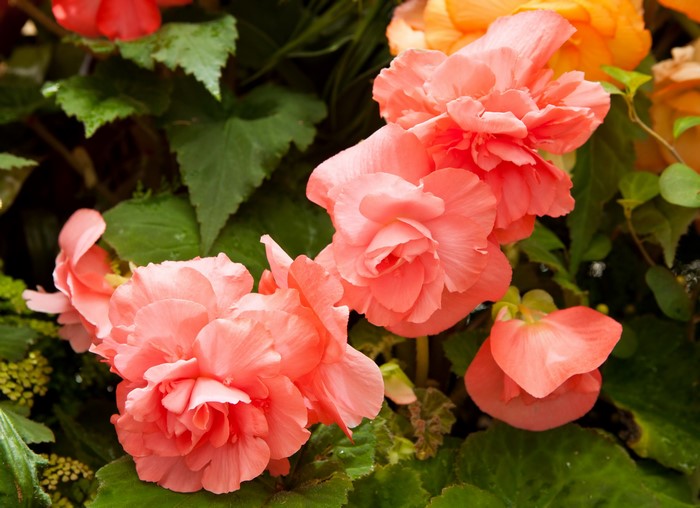 Pink and orange begonias with green leaves
