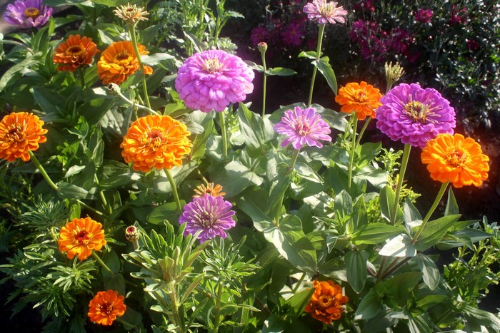 Zinnias in a garden