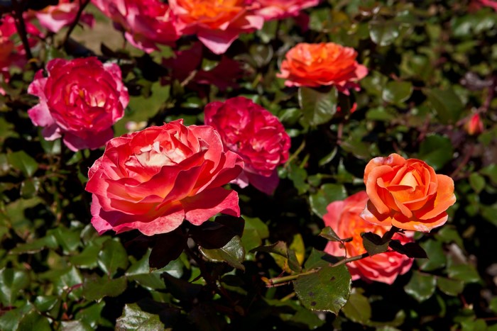Close-up of blooming roses in various shades of pink and orange