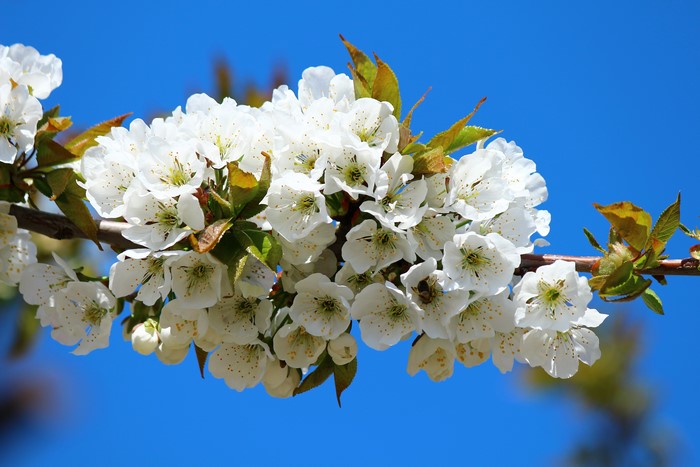 White cherry blossoms on a branch against blue sky
