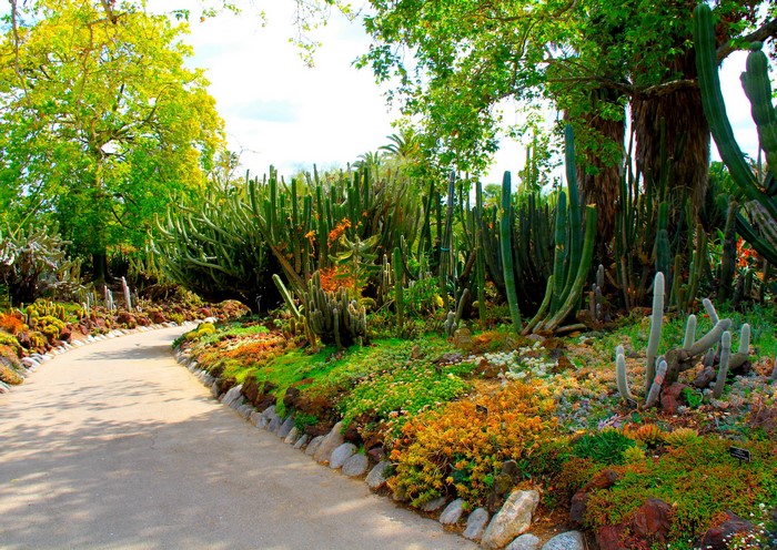 Botanical Gardens in San Marino, California with Cacti