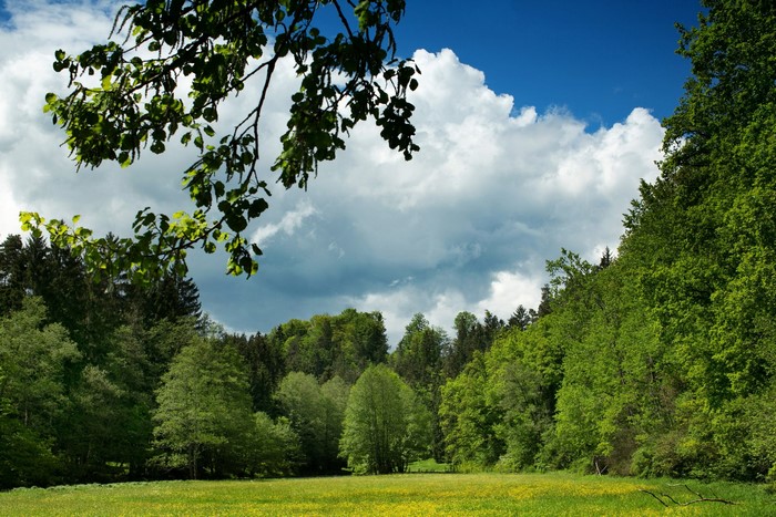 Green meadow and forest under a cloudy blue sky