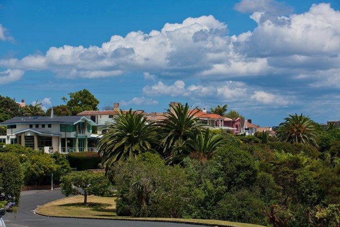 Houses and palm trees in Auckland, New Zealand