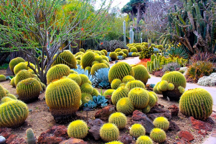 Desert Botanical Garden with Barrel Cacti and Agave