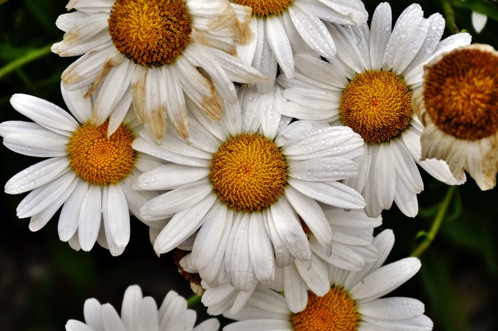 Close-up of white daisies with yellow centers