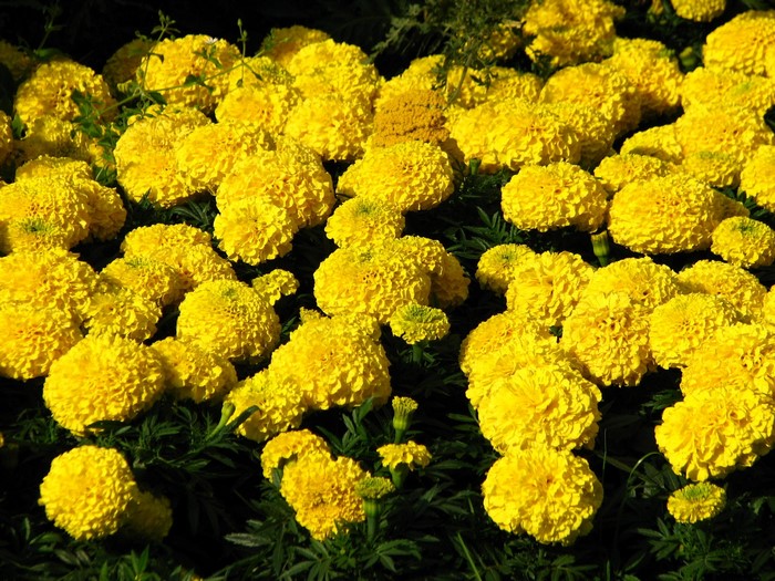 Yellow Marigolds in Sunlight