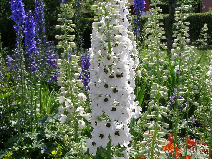 White and blue delphiniums in a garden