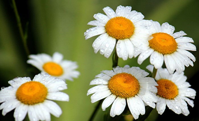 Close-up of daisies with water droplets