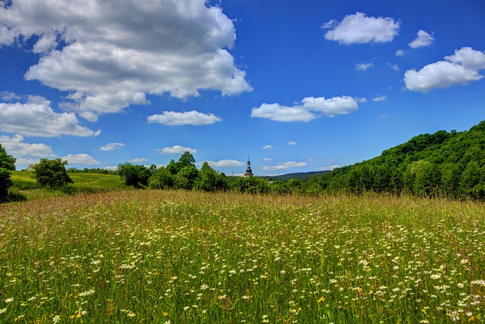 Meadow with wildflowers and a church tower in Germany
