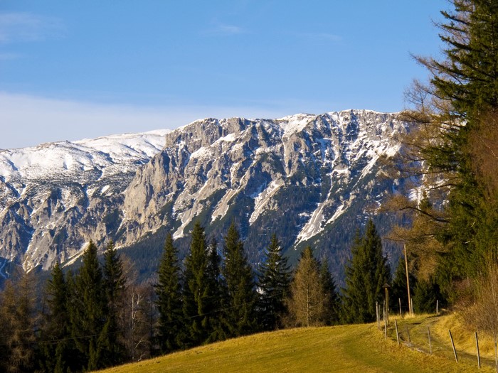 Snow-capped mountains in Austria with pine trees in the foreground
