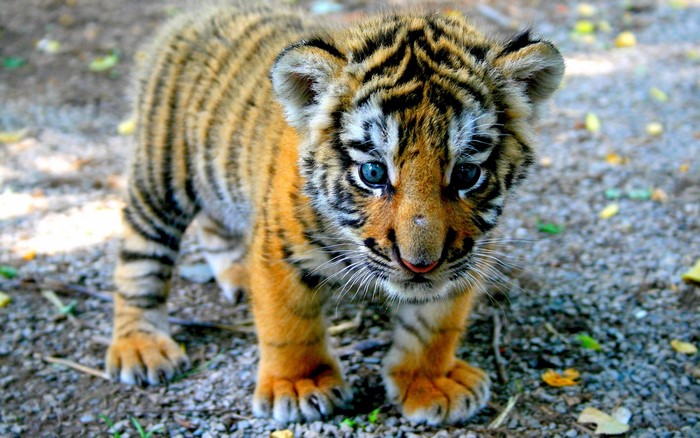 A baby tiger cub with blue eyes looks forward