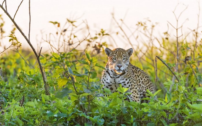 Jaguar sitting in tall green grass