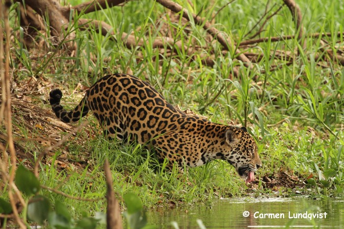 Jaguar drinking water from a stream