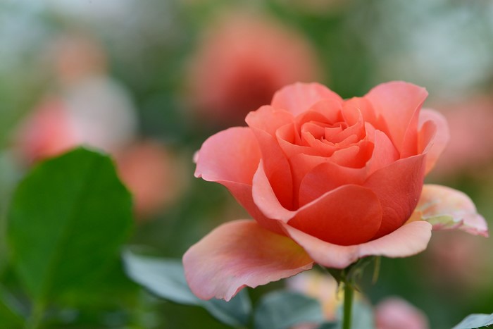 Close-up of a coral rose in bloom