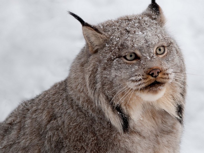 Close-up of a Canadian Lynx in the snow