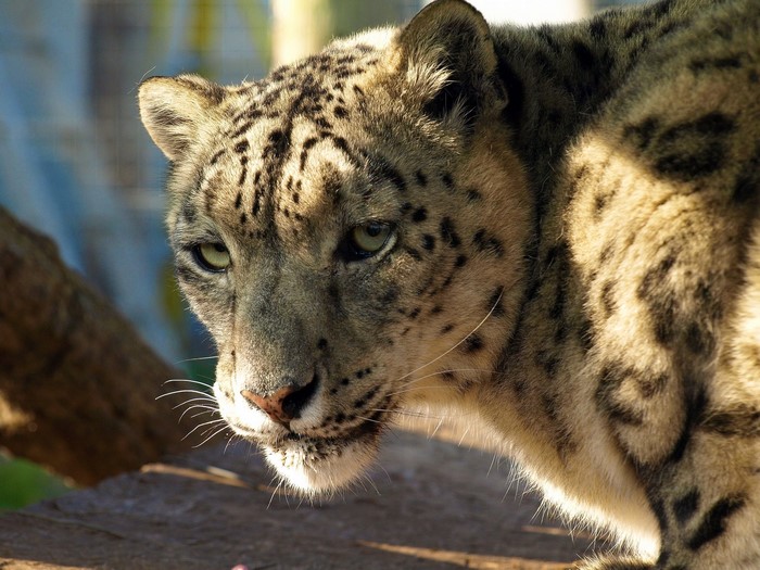 Snow leopard looking to the side