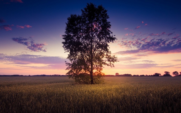 Lone tree in a field at sunset