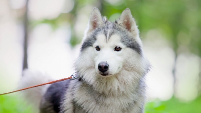Siberian Husky dog on a leash outdoors