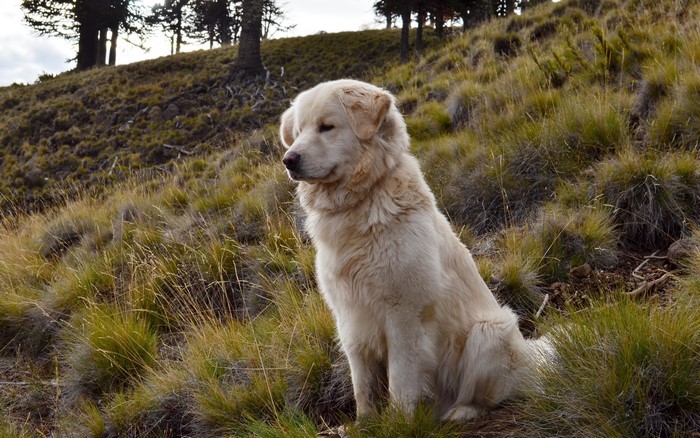A fluffy white dog sits on a grassy hill