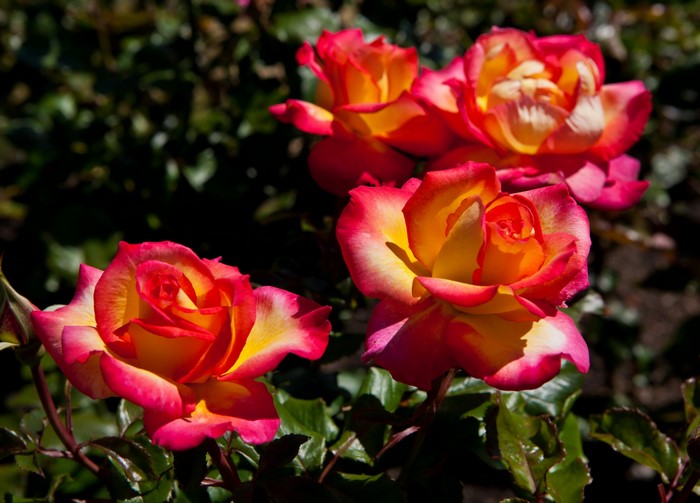 Roses