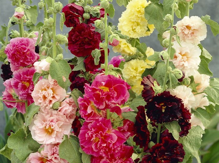 A variety of colorful hollyhock flowers in bloom
