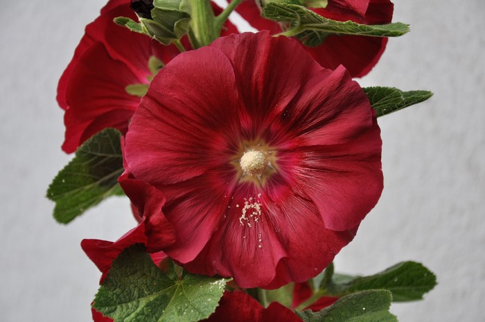 Red Hollyhock flower with green leaves