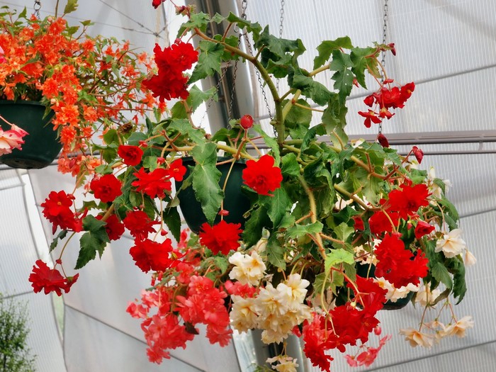 Hanging Begonias in a greenhouse