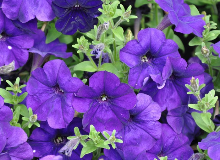 Purple Petunias in Bloom