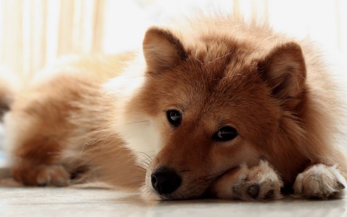 Ginger dog lying down