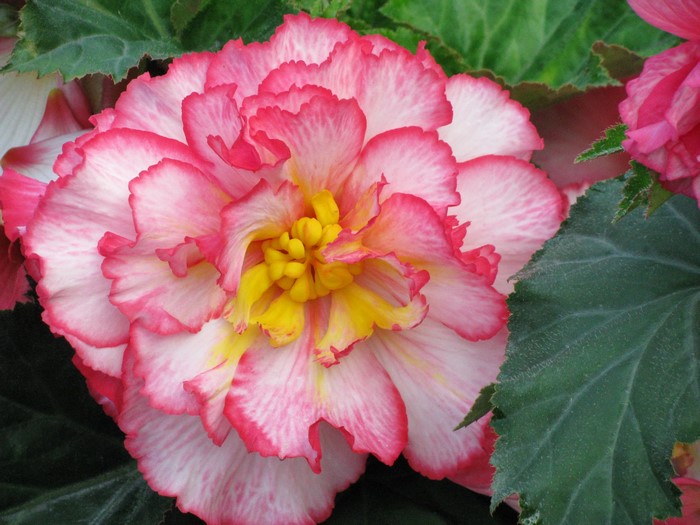 Pink and yellow begonia flower with green leaves
